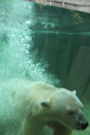 Eisbär Yoghi beim ersten Bad im neuen Eisbärengehege (Foto. Martin Schmitz)